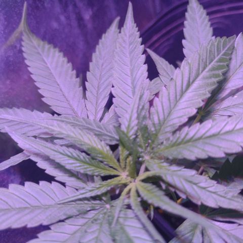 "Guerreira"🌱🪴 growlog photo: Segue com bom desenvolvimento 5 dias após a amarração de baixo estresse.🌱💪🏽