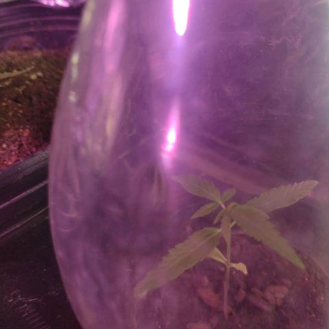 "Sky"🌱 growlog photo: Em observação 👀