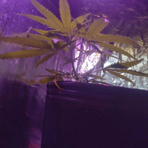"Guerreira"🌱🪴 growlog photo: Segue com bom desenvolvimento 5 dias após a amarração de baixo estresse.🌱💪🏽