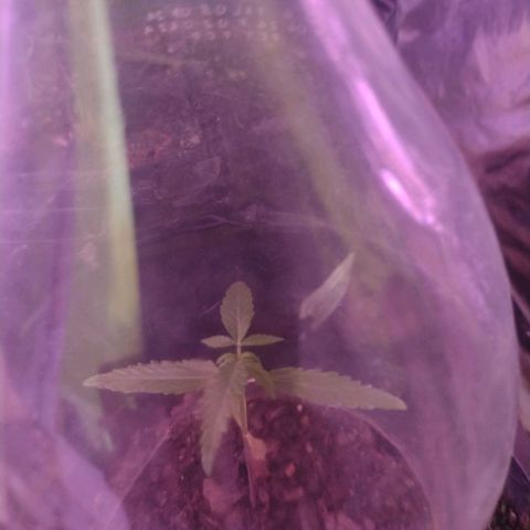 "Sky"🌱 growlog photo: Em observação 👀