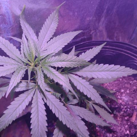 "Guerreira"🌱🪴 growlog photo: Segue com bom desenvolvimento 5 dias após a amarração de baixo estresse.🌱💪🏽