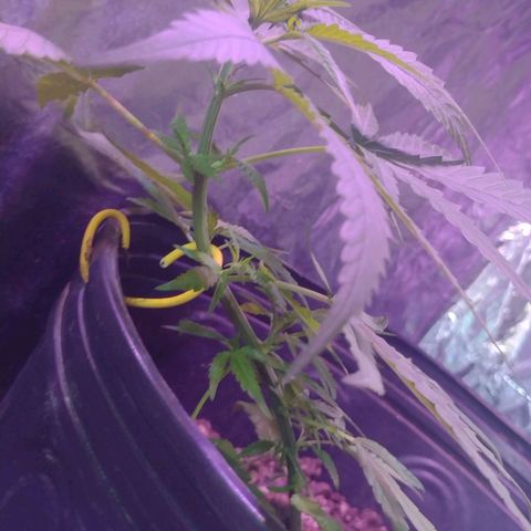 "Guerreira"🌱🪴 growlog photo: Segue com bom desenvolvimento 5 dias após a amarração de baixo estresse.🌱💪🏽