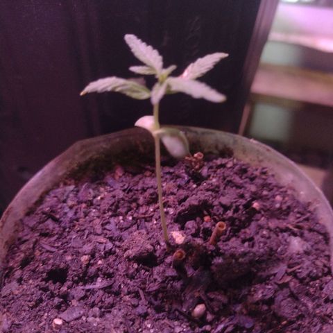 🌱 "Sky"2GRF🌱 growlog photo: Em observação 👀
