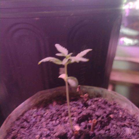 🌱 "Sky"2GRF🌱 growlog photo: Em observação 👀