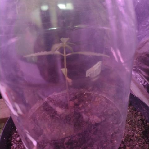 "Sky"🌱 growlog photo: Em observação 👀
