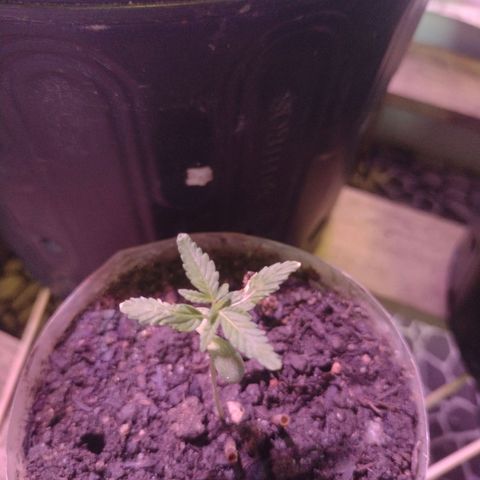 🌱 "Sky"2GRF🌱 growlog photo: Em observação 👀