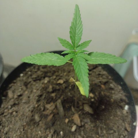 "Sky"🌱 growlog timeline photo