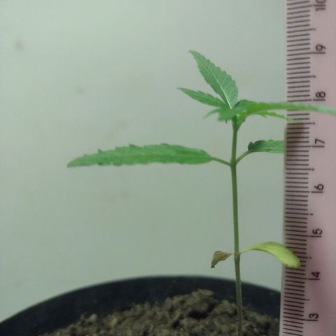 "Sky"🌱 growlog timeline photo