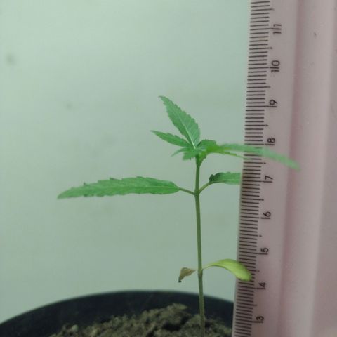 "Sky"🌱 growlog timeline photo
