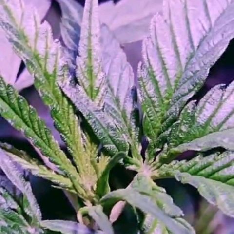 "Guerreira"🌱🪴 growlog timeline photo