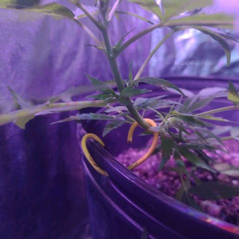 "Guerreira"🌱🪴 growlog timeline photo