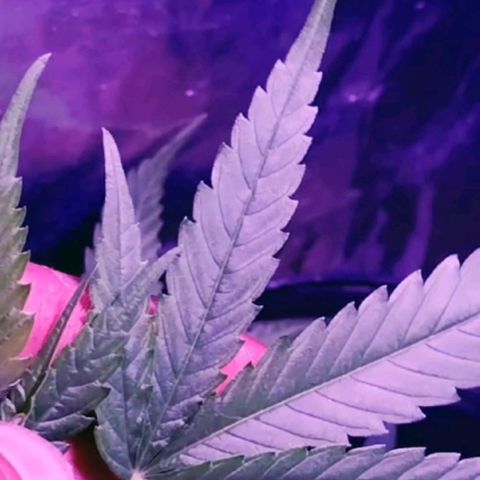 "Guerreira"🌱🪴 growlog timeline photo