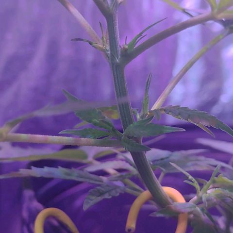 "Guerreira"🌱🪴 growlog timeline photo