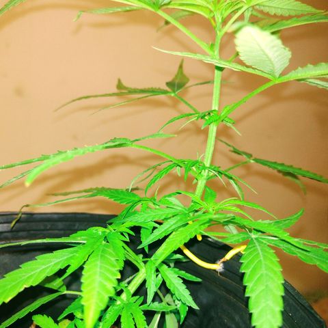 "Guerreira"🌱🪴 growlog photo: 👀🌱