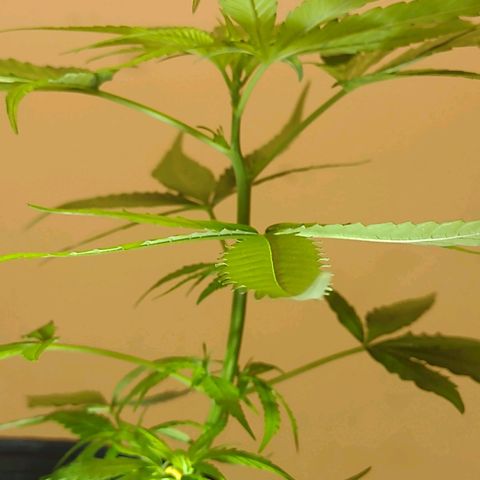 "Guerreira"🌱🪴 growlog photo: 👀🌱