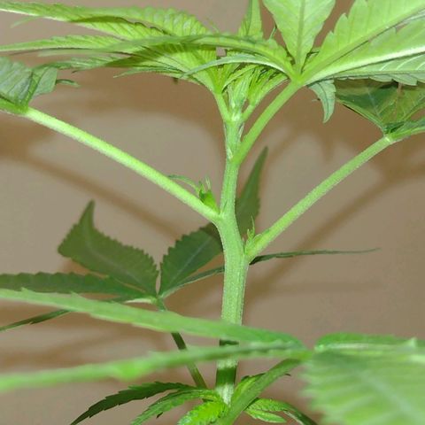 "Guerreira"🌱🪴 growlog photo: 👀🌱