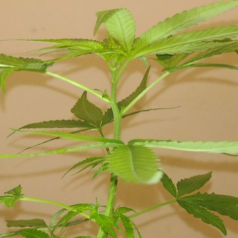 "Guerreira"🌱🪴 growlog photo: 👀🌱