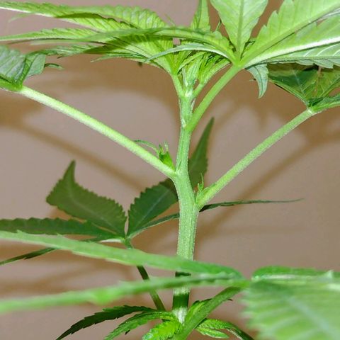 "Guerreira"🌱🪴 growlog photo: 👀🌱
