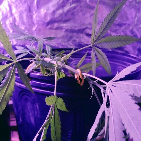 "Guerreira"🌱🪴 growlog photo: 🌱👀🌱