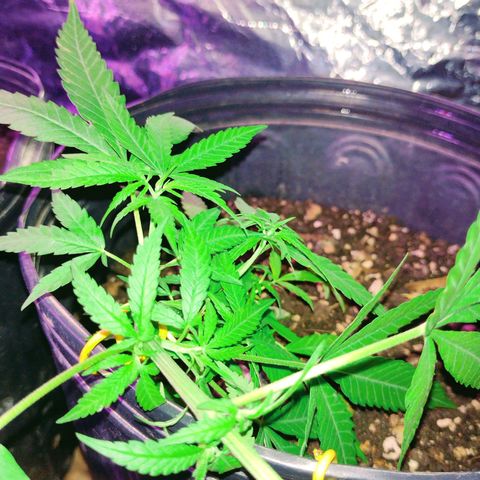 "Guerreira"🌱🪴 growlog photo: 🌱👀🌱