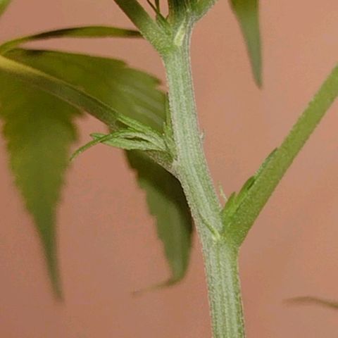 "Guerreira"🌱🪴 growlog photo: 🌱👀🌱