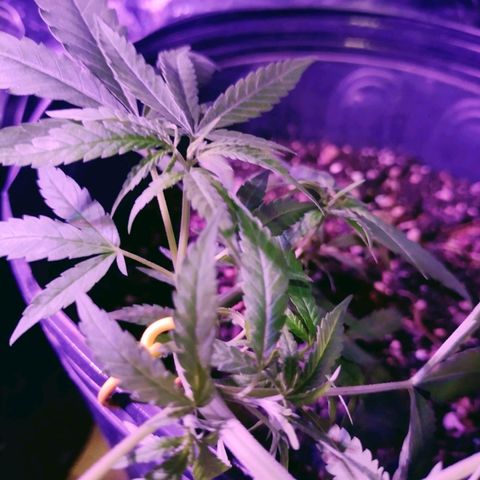 "Guerreira"🌱🪴 growlog photo: 🌱👀🌱