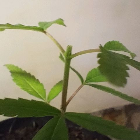 "Sky"🌱 growlog photo: Primeira "Poda Fim"