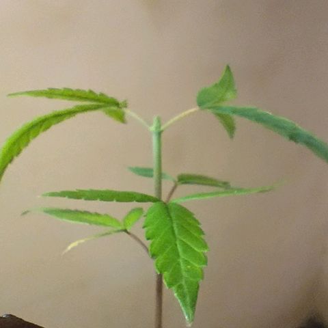 "Sky"🌱 growlog photo: Primeira "Poda Fim"