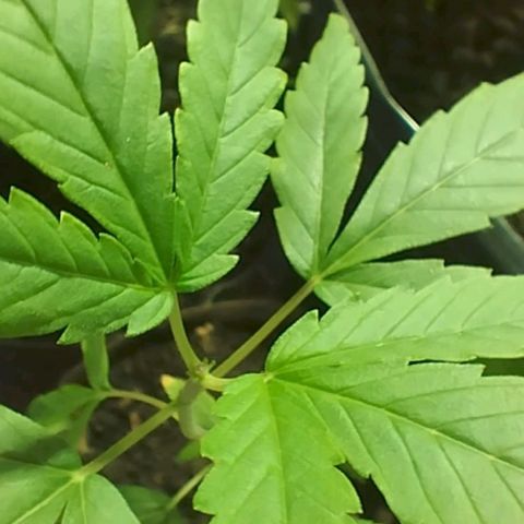 🌱 "Sky"2GRF🌱 growlog photo: Destravou e segue 👀🌱💪🏽