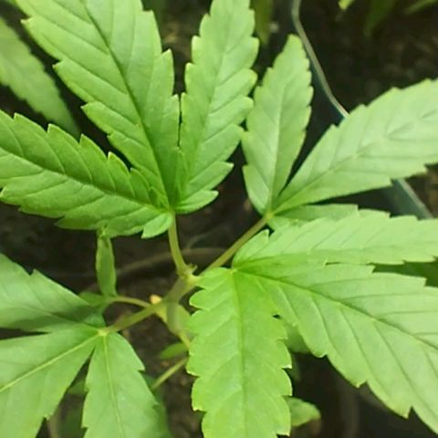 🌱 "Sky"2GRF🌱 growlog timeline photo