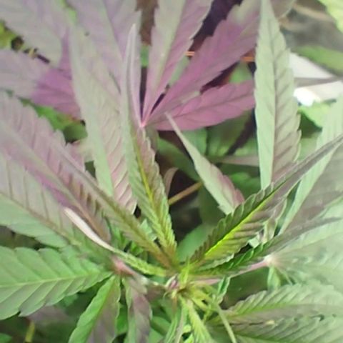 "Guerreira"🌱🪴 growlog photo: Segue 💪🏽🌱💚