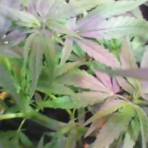 "Guerreira"🌱🪴 growlog photo: Segue 💪🏽🌱💚