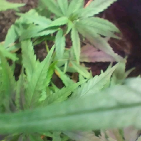 "Guerreira"🌱🪴 growlog photo: Segue 💪🏽🌱💚