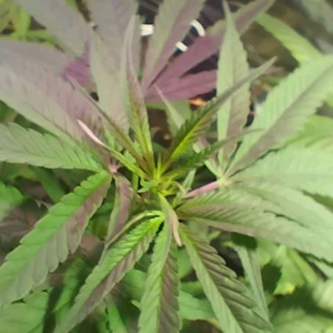 "Guerreira"🌱🪴 growlog photo: Segue 💪🏽🌱💚