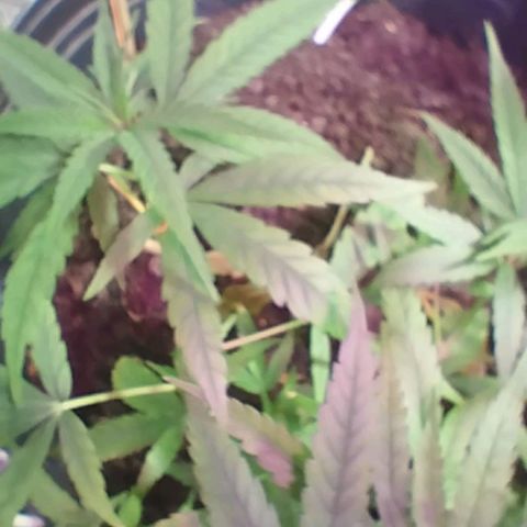 "Guerreira"🌱🪴 growlog photo: Segue 💪🏽🌱💚