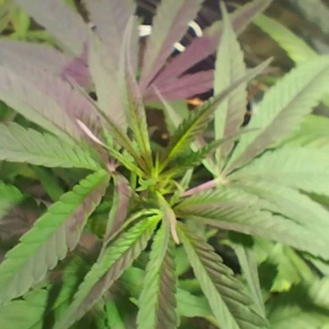 "Guerreira"🌱🪴 growlog photo: Segue 💪🏽🌱💚
