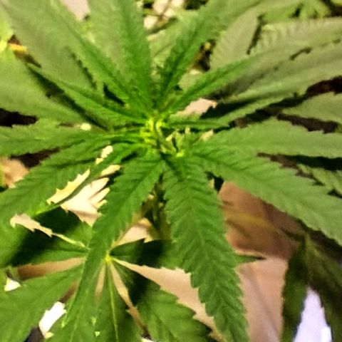 "Guerreira"🌱🪴 growlog photo: As podas e amarrações aparentemente deram certo...
Pós na minha humilde percepção,
Resultado está tendo 🌱
