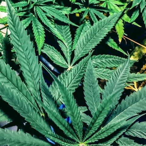 "Guerreira"🌱🪴 growlog photo: As podas e amarrações aparentemente deram certo...
Pós na minha humilde percepção,
Resultado está tendo 🌱