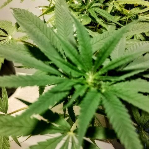"Guerreira"🌱🪴 growlog photo: As podas e amarrações aparentemente deram certo...
Pós na minha humilde percepção,
Resultado está tendo 🌱