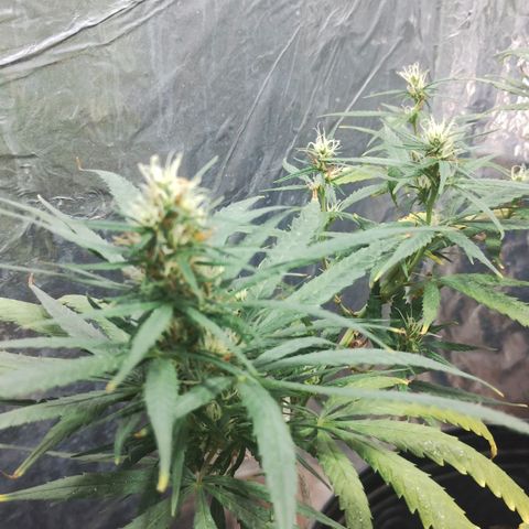 "Guerreira"🌱🪴 growlog photo: Segue normal o início da Pré Flora 🪴💚