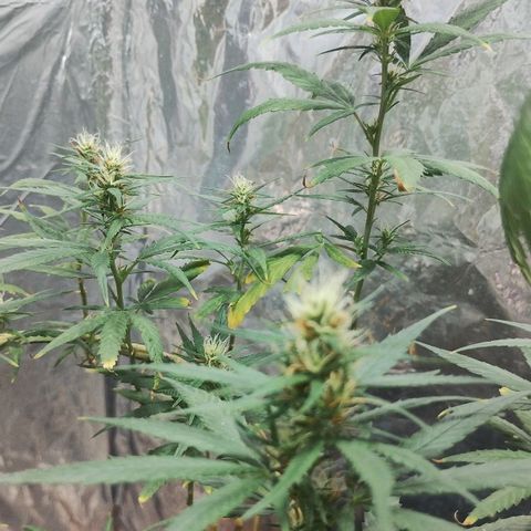 "Guerreira"🌱🪴 growlog photo: Segue normal o início da Pré Flora 🪴💚