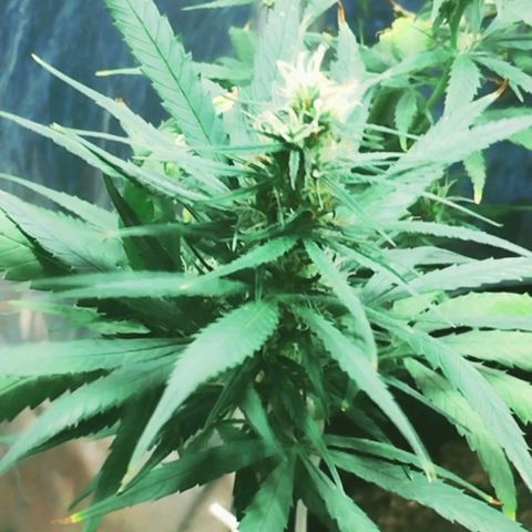 "Guerreira"🌱🪴 growlog photo: Segue normal o início da Pré Flora 🪴💚