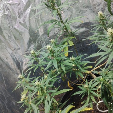 "Guerreira"🌱🪴 growlog photo: Segue normal o início da Pré Flora 🪴💚