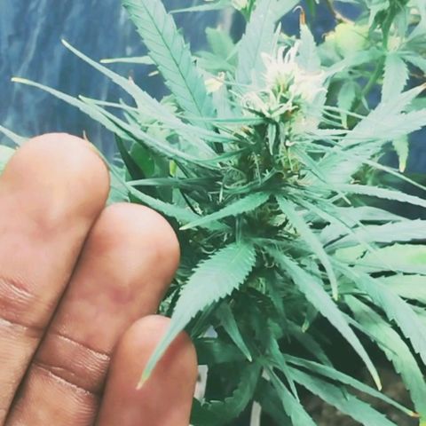 "Guerreira"🌱🪴 growlog photo: Segue normal o início da Pré Flora 🪴💚