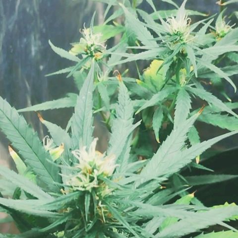 "Guerreira"🌱🪴 growlog photo: Segue normal o início da Pré Flora 🪴💚
