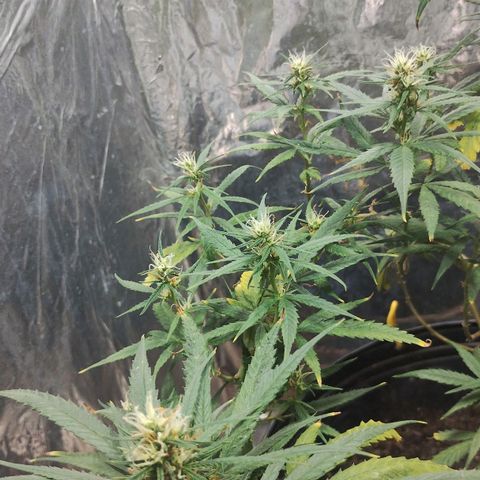 "Guerreira"🌱🪴 growlog photo: Segue normal o início da Pré Flora 🪴💚
