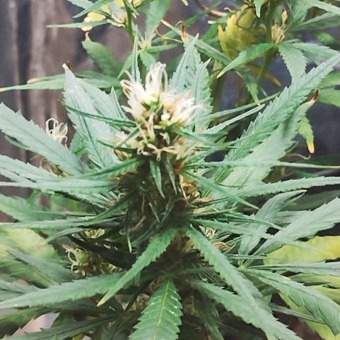 "Guerreira"🌱🪴 growlog timeline photo