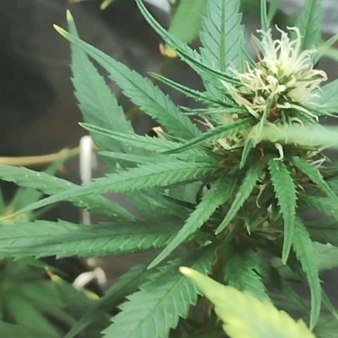 "Guerreira"🌱🪴 growlog timeline photo