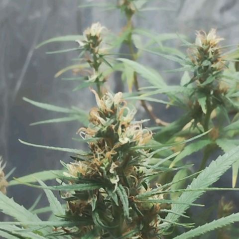 "Guerreira"🌱🪴 growlog timeline photo