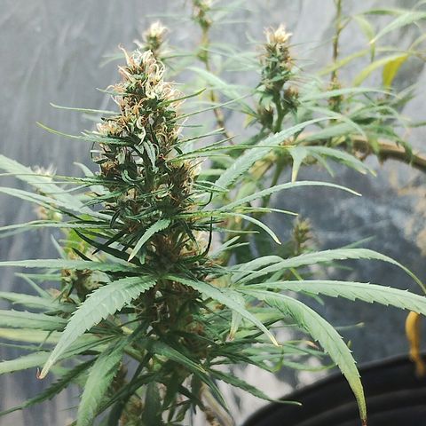 "Guerreira"🌱🪴 growlog timeline photo